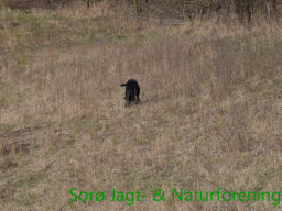 Hundetræning forår 2015